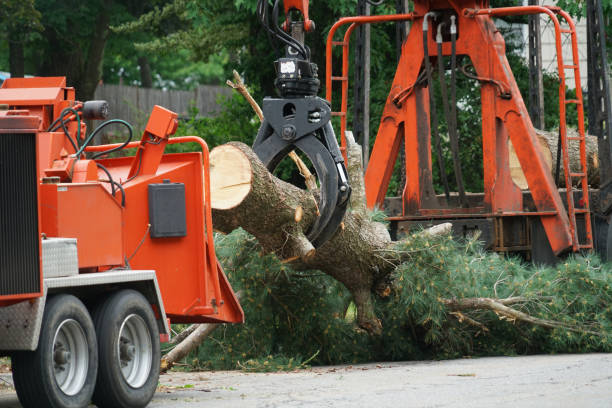 Best Palm Tree Trimming  in Mehlville, MO